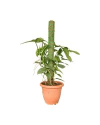 Silver Sword Philodendron with cocostick - Potted plant - POTT - SILV - GRW - 4680 - Tumbleweed Plants - Online Plant Delivery Singapore