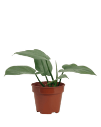 Silver Sword Plant (0.2m) - Potted plant - POTT - MINI - GRW - 5612 - Tumbleweed Plants - Online Plant Delivery Singapore