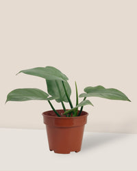 Silver Sword Plant - grow pot - Potted plant - Tumbleweed Plants - Online Plant Delivery Singapore