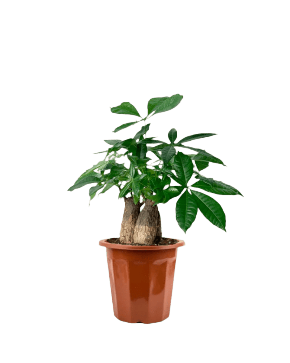 Skyrocket Money Tree - Potted plant - GIFT - SKYR - GRW - 3659 - Tumbleweed Plants - Online Plant Delivery Singapore