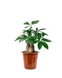 Skyrocket Money Tree - Potted plant - GIFT - SKYR - GRW - 3659 - Tumbleweed Plants - Online Plant Delivery Singapore