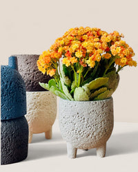 Small Anya Cement Pot - Pots - POTS - SMAL - 6488 - Tumbleweed Plants - Online Plant Delivery Singapore