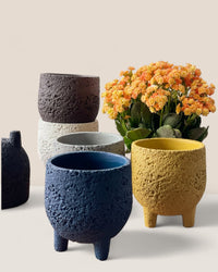 Small Anya Cement Pot - Pots - POTS - SMAL - 6488 - Tumbleweed Plants - Online Plant Delivery Singapore