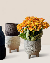 Small Anya Cement Pot - Pots - POTS - SMAL - 6488 - Tumbleweed Plants - Online Plant Delivery Singapore