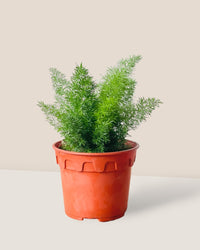 Small Asparagus Densiflorus - grow pot - Potted plant - Tumbleweed Plants - Online Plant Delivery Singapore