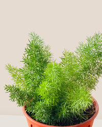 Small Asparagus Densiflorus - grow pot - Potted plant - Tumbleweed Plants - Online Plant Delivery Singapore