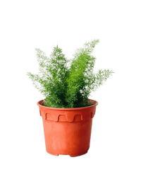 Small Asparagus Densiflorus - grow pot - Potted plant - Tumbleweed Plants - Online Plant Delivery Singapore