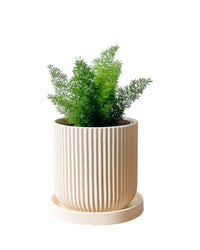 Small Asparagus Densiflorus - grow pot - Potted plant - Tumbleweed Plants - Online Plant Delivery Singapore