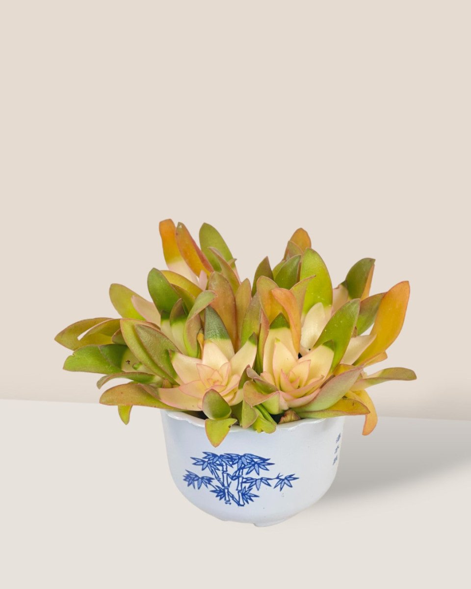 Small Assorted Succulents - Potted plant - Tumbleweed Plants - Online Plant Delivery Singapore