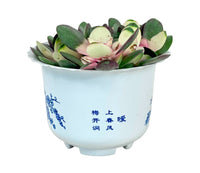 Small Assorted Succulents - Potted plant - Tumbleweed Plants - Online Plant Delivery Singapore