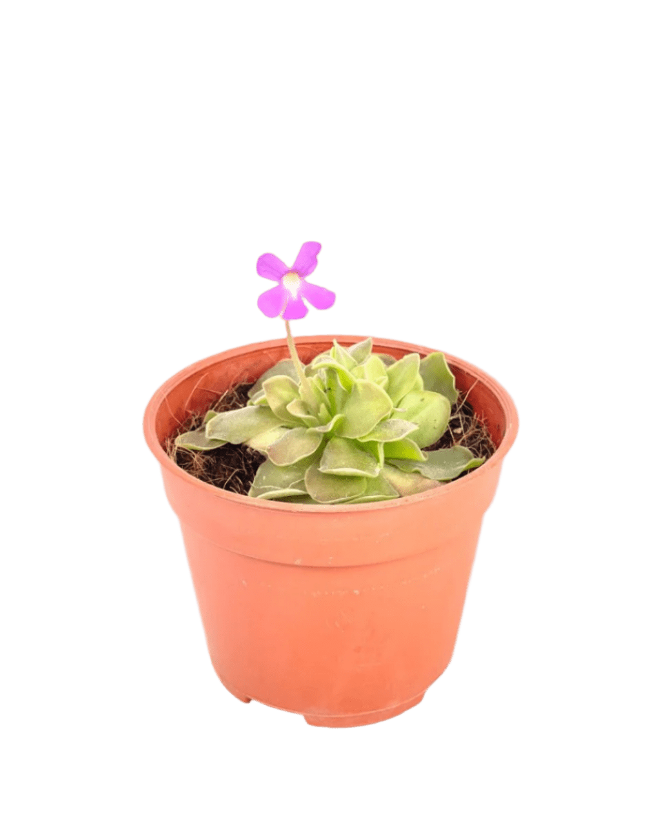 Small Assorted Succulents - Potted plant - Tumbleweed Plants - Online Plant Delivery Singapore