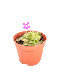 Small Assorted Succulents - Potted plant - Tumbleweed Plants - Online Plant Delivery Singapore