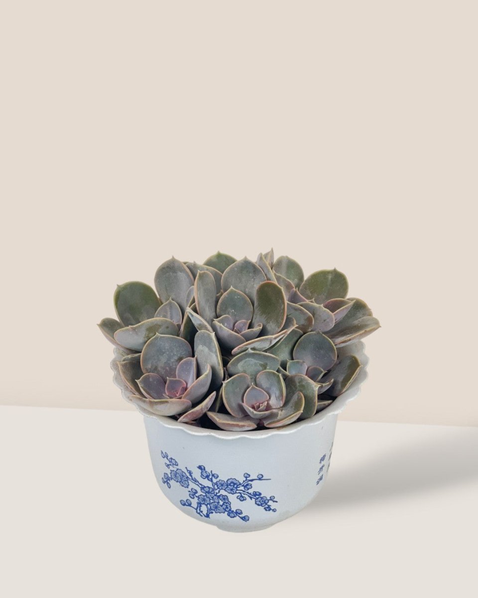 Small Assorted Succulents - Potted plant - Tumbleweed Plants - Online Plant Delivery Singapore