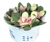 Small Assorted Succulents - Potted plant - Tumbleweed Plants - Online Plant Delivery Singapore