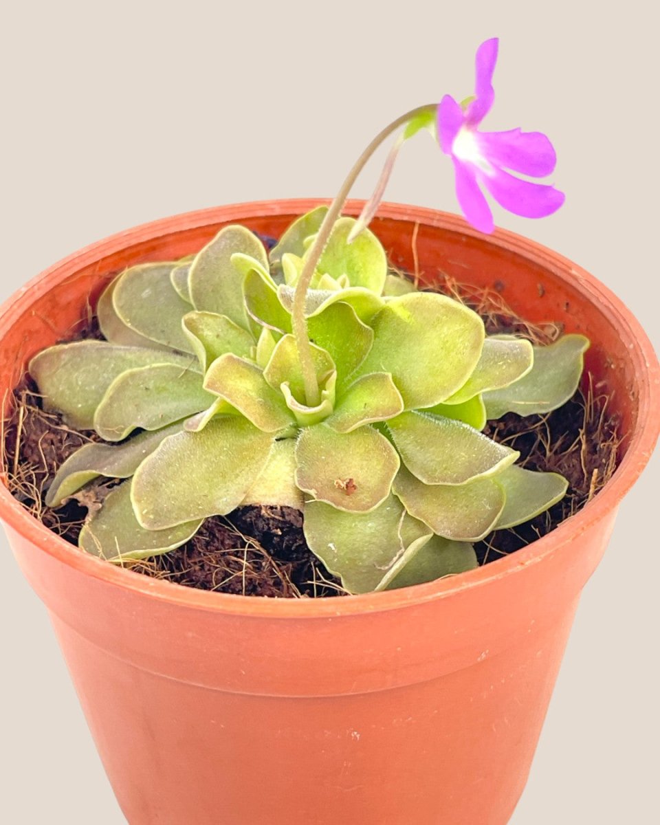 Small Assorted Succulents - Potted plant - Tumbleweed Plants - Online Plant Delivery Singapore