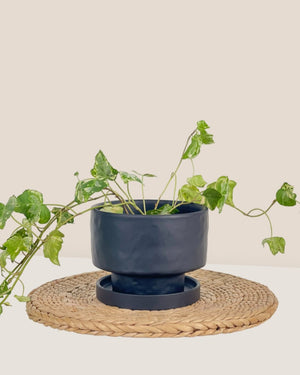 Small Astra Pot - black - Pot - Tumbleweed Plants - Online Plant Delivery Singapore