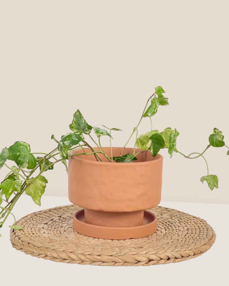 Small Astra Pot - brown - Pot - Tumbleweed Plants - Online Plant Delivery Singapore