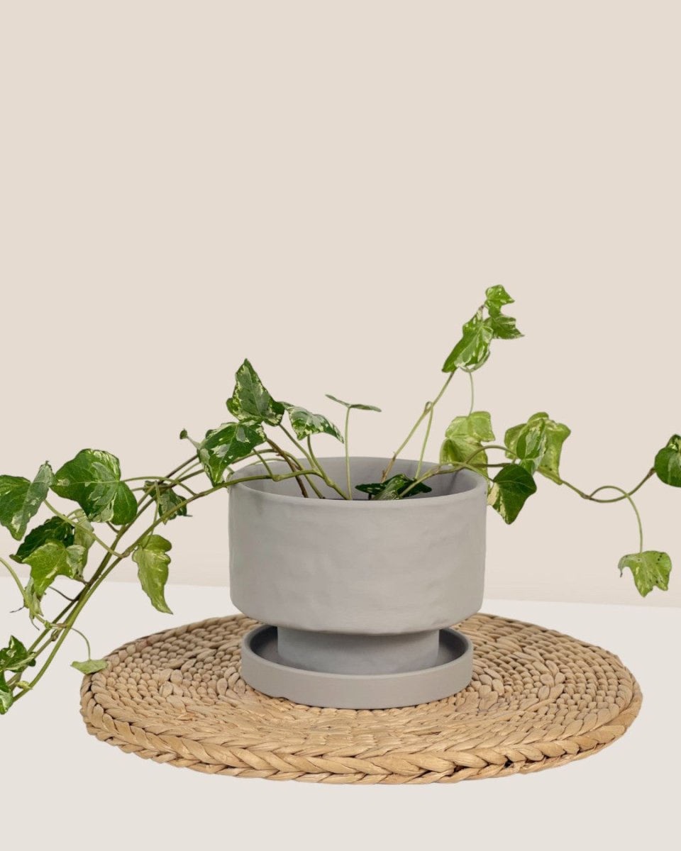 Small Astra Pot - grey - Pot - Tumbleweed Plants - Online Plant Delivery Singapore