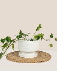 Small Astra Pot - white - Pot - Tumbleweed Plants - Online Plant Delivery Singapore