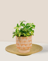 Small Boho Chic Terracotta - Pot - Tumbleweed Plants - Online Plant Delivery Singapore