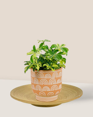 Small Boho Chic Terracotta - Pot - Tumbleweed Plants - Online Plant Delivery Singapore