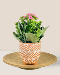 Small Boho Terracotta - Pot - Tumbleweed Plants - Online Plant Delivery Singapore