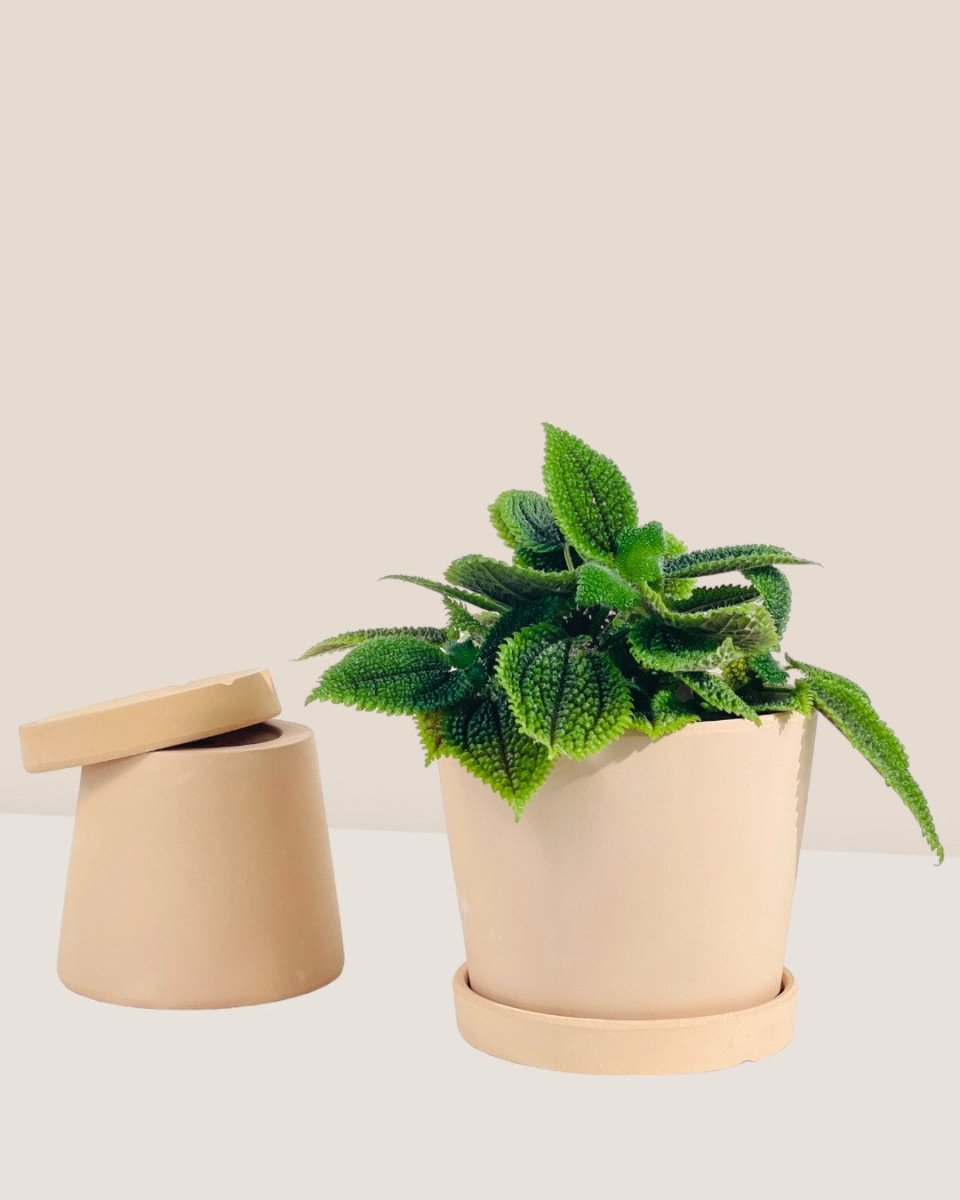 Small Celine Terracotta Pot - 12cm - Pots - Tumbleweed Plants - Online Plant Delivery Singapore