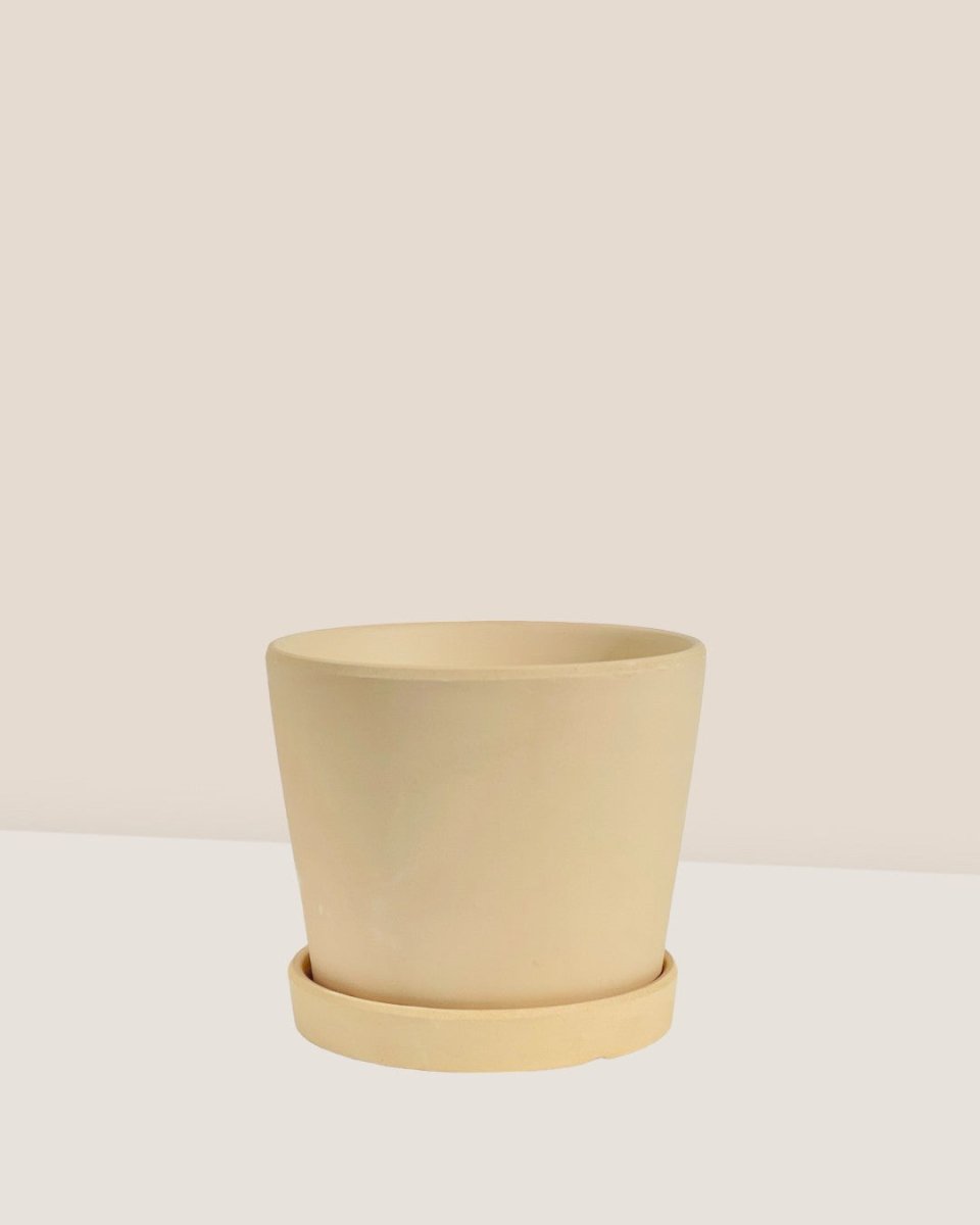 Small Celine Terracotta Pot - 12cm - Pots - Tumbleweed Plants - Online Plant Delivery Singapore