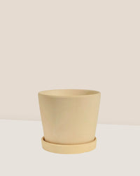 Small Celine Terracotta Pot - 12cm - Pots - Tumbleweed Plants - Online Plant Delivery Singapore