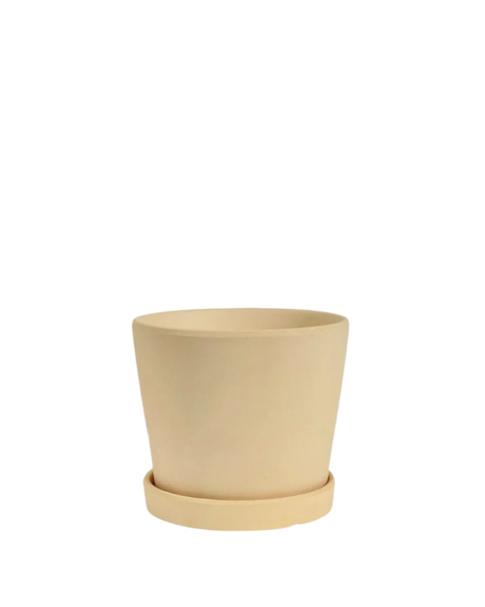 Small Celine Terracotta Pot - 12cm - Pots - Tumbleweed Plants - Online Plant Delivery Singapore