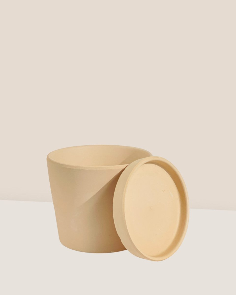 Small Celine Terracotta Pot - 12cm - Pots - Tumbleweed Plants - Online Plant Delivery Singapore