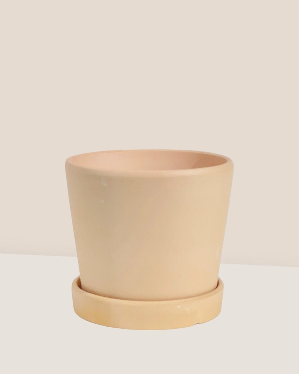 Small Celine Terracotta Pot - 14cm - Pots - Tumbleweed Plants - Online Plant Delivery Singapore