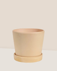 Small Celine Terracotta Pot - 14cm - Pots - Tumbleweed Plants - Online Plant Delivery Singapore