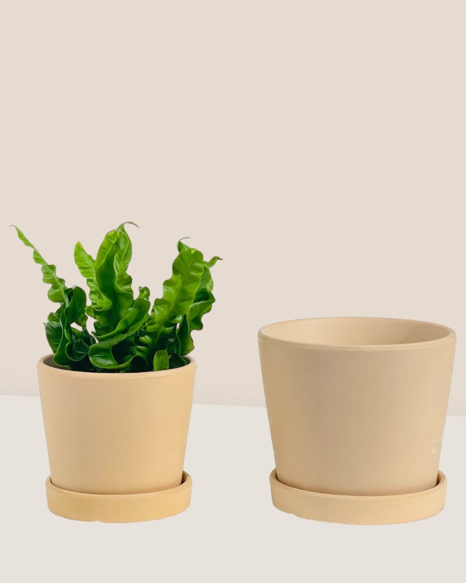 Small Celine Terracotta Pot - 14cm - Pots - Tumbleweed Plants - Online Plant Delivery Singapore