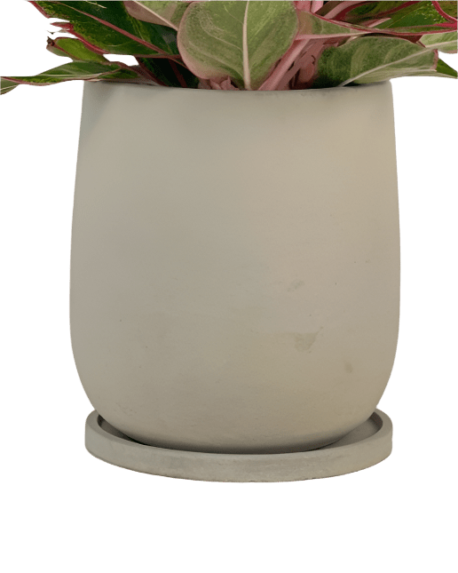 Small Dusty Grey Cement Planter with Tray - Pots - POTS - SMAL - CM - 6565 - Tumbleweed Plants - Online Plant Delivery Singapore