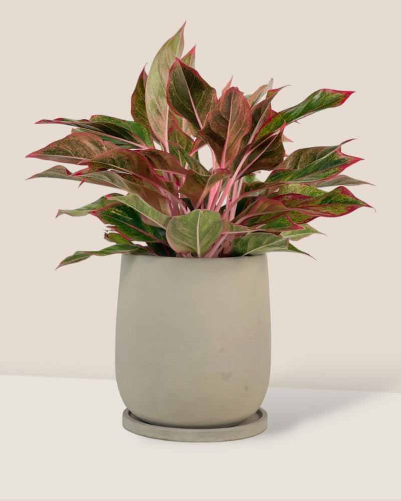 Small Dusty Grey Cement Planter with Tray - 13cm - Pot - Tumbleweed Plants - Online Plant Delivery Singapore