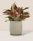 Dusty Grey Cement Planter with Tray - Small