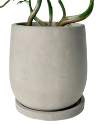 Small Dusty Grey Cement Planter with Tray - 13cm - Pots - Tumbleweed Plants - Online Plant Delivery Singapore