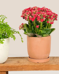 Small Eloise with Tray - cream - Pot - Tumbleweed Plants - Online Plant Delivery Singapore