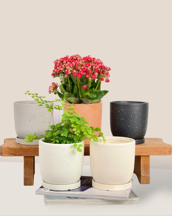 Small Eloise with Tray - grey - Pot - Tumbleweed Plants - Online Plant Delivery Singapore