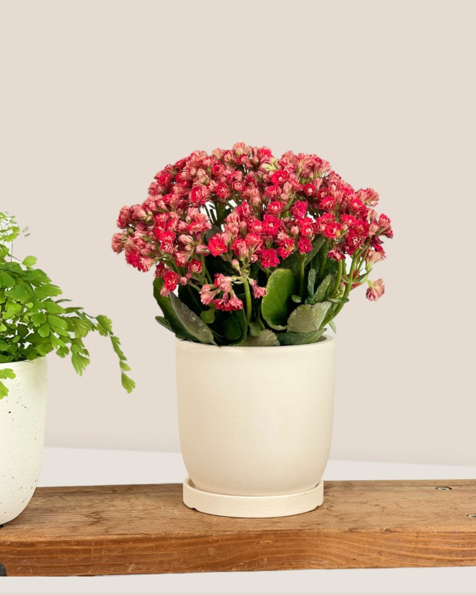 Small Eloise with Tray - grey - Pot - Tumbleweed Plants - Online Plant Delivery Singapore