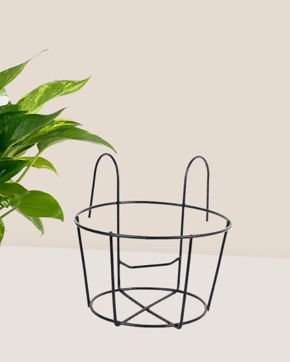 Small Hanging Rack - Pot - Tumbleweed Plants - Online Plant Delivery Singapore