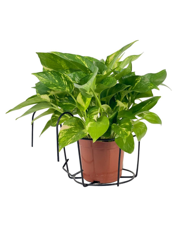 Small Hanging Rack - Pot - Tumbleweed Plants - Online Plant Delivery Singapore