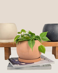 Small Nala Planter - black (no tray) - Pot - Tumbleweed Plants - Online Plant Delivery Singapore