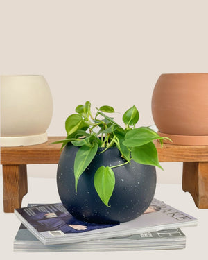 Small Nala Planter - cream - Pot - Tumbleweed Plants - Online Plant Delivery Singapore