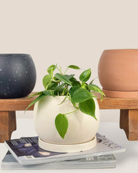 Small Nala Planter - cream - Pot - Tumbleweed Plants - Online Plant Delivery Singapore