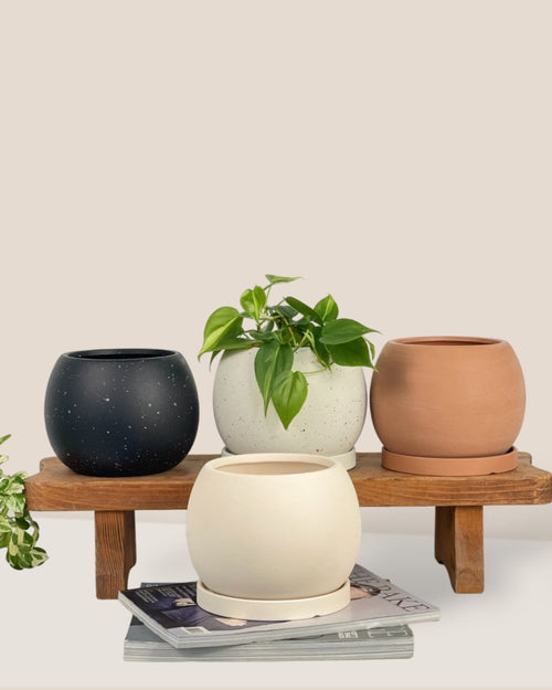 Small Nala Planter - cream - Pot - Tumbleweed Plants - Online Plant Delivery Singapore