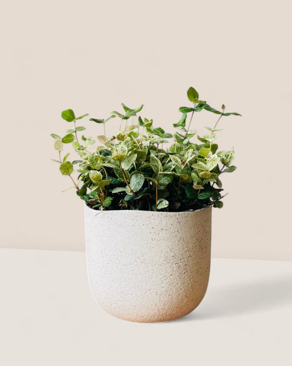 Small Octavia Planter - Pots - POTS - SMAL - 6482 - Tumbleweed Plants - Online Plant Delivery Singapore