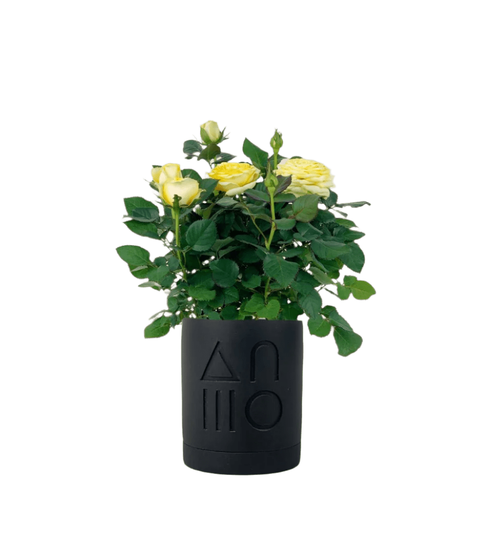 Small Potted Rose (0.2m) - black etch pot - Potted plant - Tumbleweed Plants - Online Plant Delivery Singapore