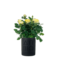 Small Potted Rose (0.2m) - black etch pot - Potted plant - Tumbleweed Plants - Online Plant Delivery Singapore